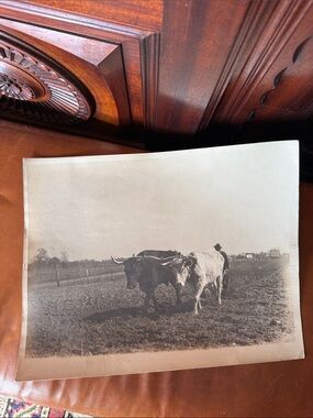 Vintage Oxen Plowing Photograph – Antique Rural Americana Farmhouse Decor